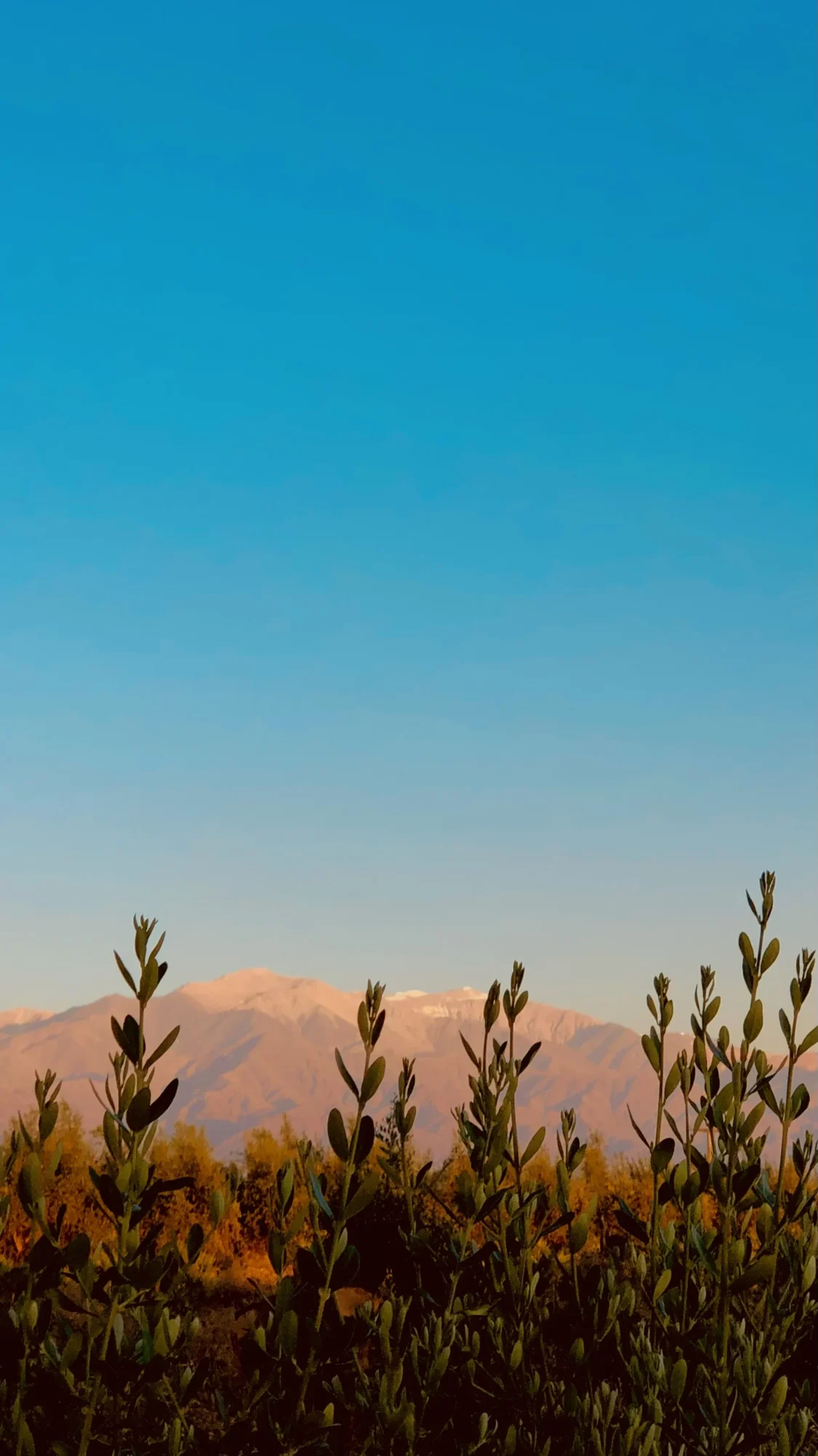 Vista del cerro Famatina nevado desde los viñedos de Valle de la Puerta, La Rioja.